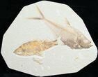 Diplomystus & Knightia Fossil Fish Plate #5482-1